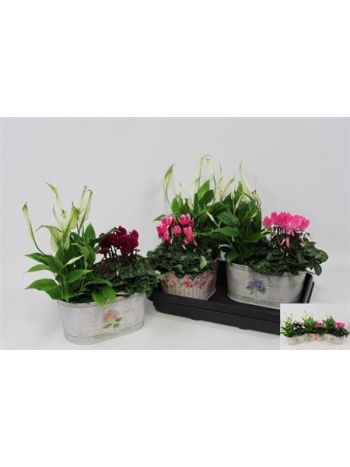 Ö. CYKLO SAPTHY OVÁLNA ZINKOVÁ MISKA