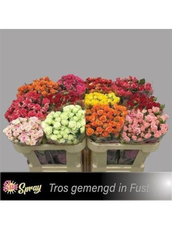 R TR GEM IN FUST 70CM