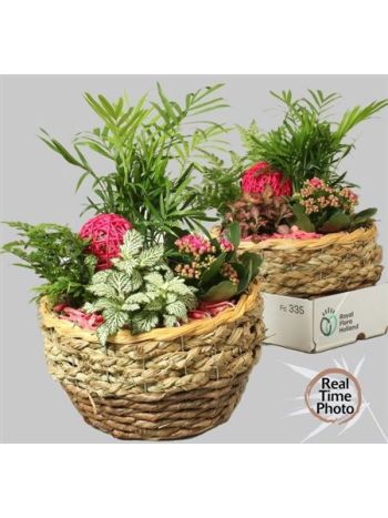 Ö. KAL CHAM FITT PAPRADIE PRÚTIE PRÚTIE PRÚTIE MISA