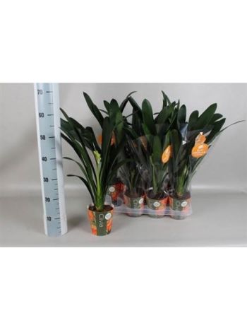 CLIVIA MI