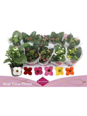 KAL BL JEDNODUCHÝ DRAHOKAM