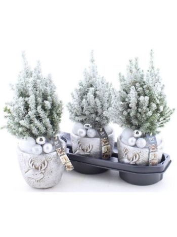 PICEA GL PERFECTA SNEHOVO STRIEBORNÝ HRNIEC