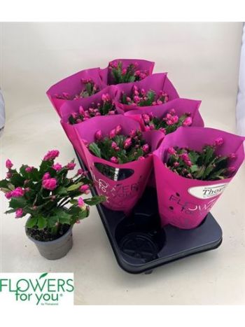 SCHLUMB GEM WILD MIX