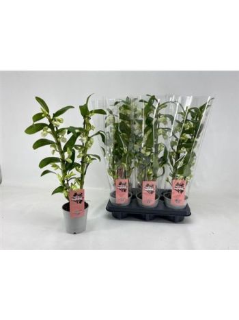 DENDR N 2 VETVA APOLLON LOW