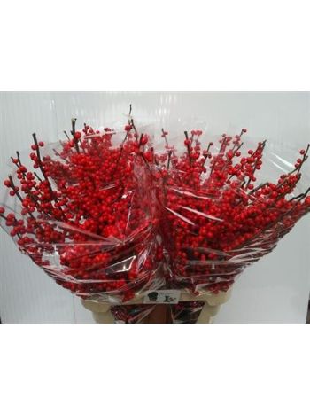 ILEX VE RODE BES 90CM