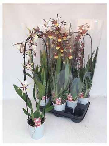 ORCHIDEA ORCHIDEA KASKÁDOVÁ ZMES