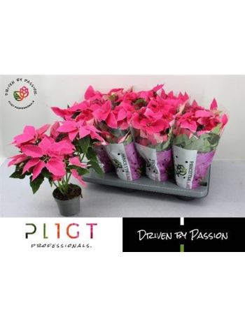 EUPHOR P PRI DA PINK