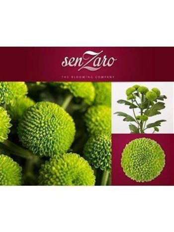 CHR T  SZ!! DELIGREEN