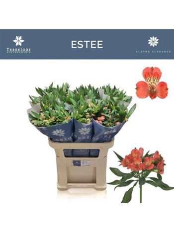 ALSTR ESTEE