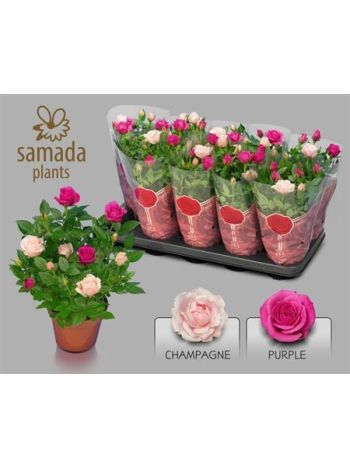 RO CLASSIC STAR 2 FARBY