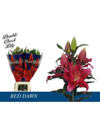 LI OR RED DAWN 5+