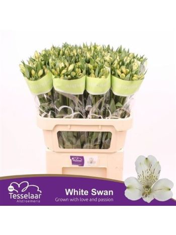 ALST WHITE SWAN