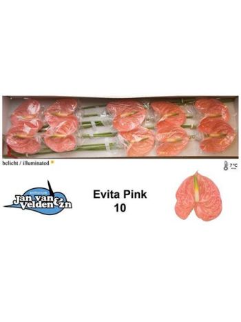 ANTH A EVITA PINK *10