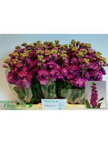MATTH STOX DEEP ROSE