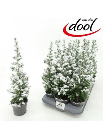 CHAM TH TOP POINT HAVAS