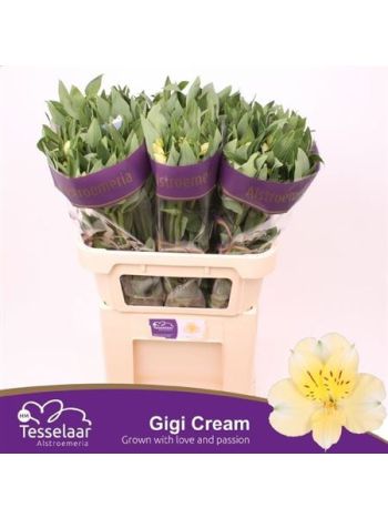 ALSTR GIGI CREAM