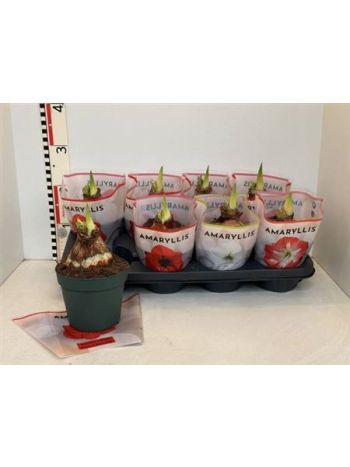 HIPPEAS GEM EXTRA 2+