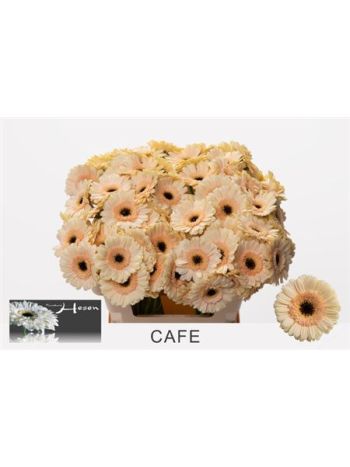 GE MI CAFE