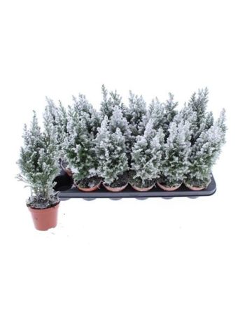 CHAM L ELLWOODII HAVAS