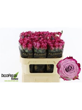 R GR DEEP PURPLE 70CM
