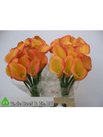 ZANT OV 65CM