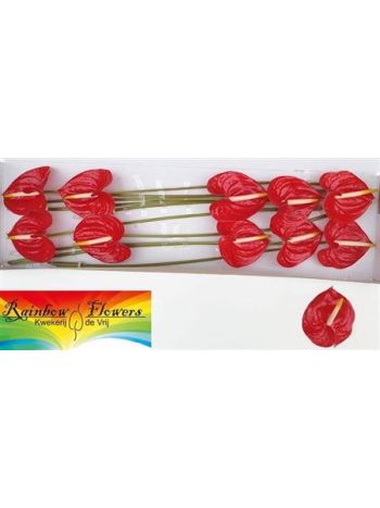 ANTH A  TROPICAL *10