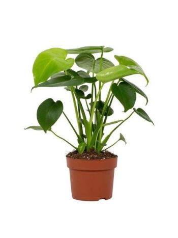 MONSTERA DELICIOSA TAUERII