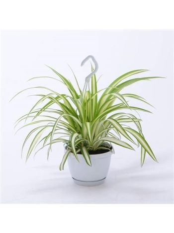 CHLOR COM VARIEGATUM AKASZTÓS