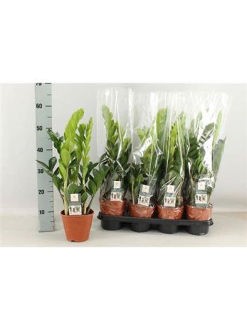 ZAMIOCULCAS ZAMIIFOL