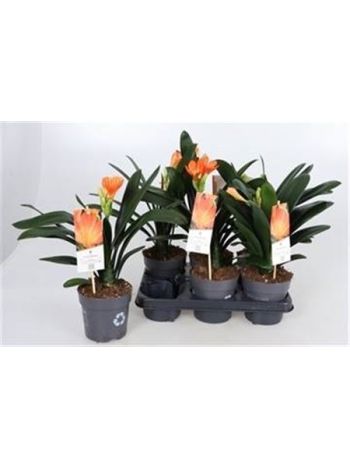 CLIVIA MI