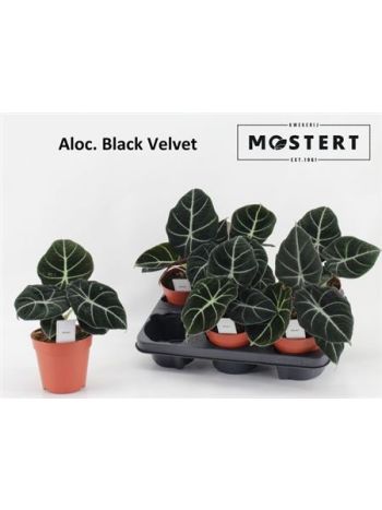 ALOC BLACK VELVET