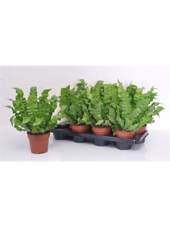 ASPLE NI CRISPY WAVE