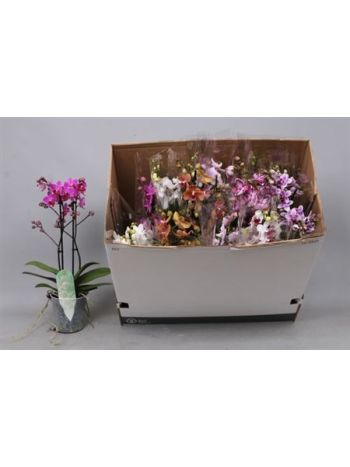 PHAL MF 2 ÁG GEM DOBOZOS