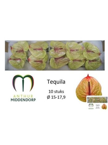 ANTH A TEQUILA *10