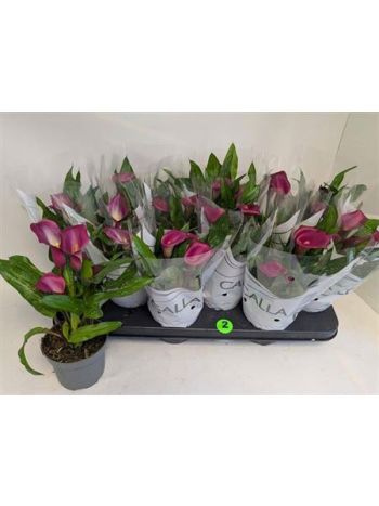 ZANT ROYAL VALENTINE