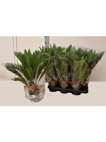 CYCAS REVOLUTA