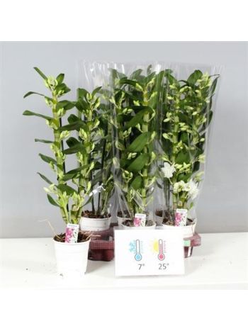 DENDR N 2 ÁG APOLLON