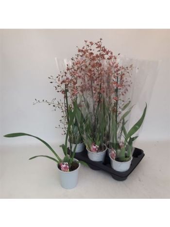 ONCIDIUM PINK