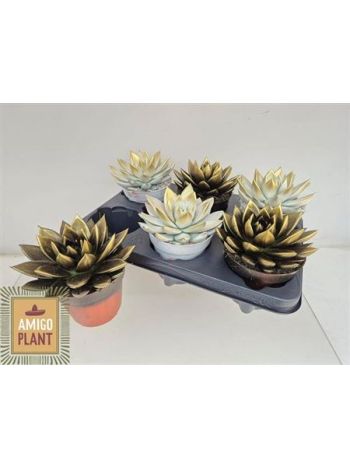 ECHEV MIRANDA FESTETT FEKETE FEHÉR ARANY