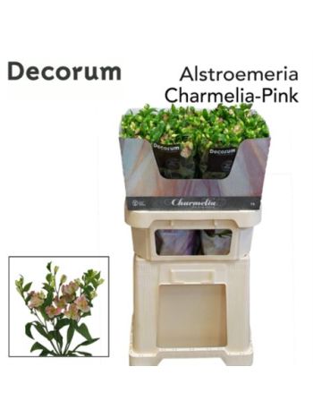 ALST FL CHARMELIA