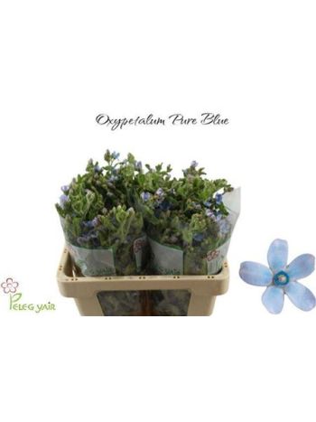 OXYPETAL TAN PUR BLU