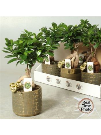 FIC MI GINSENG KASPÓS