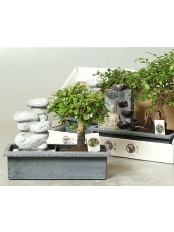 BONSAI GEM CSOBOGÓS