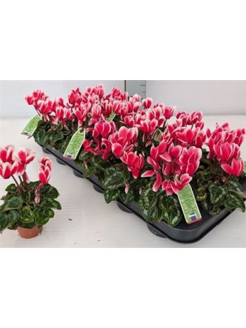 CYCL KL SMARTIZ FANT