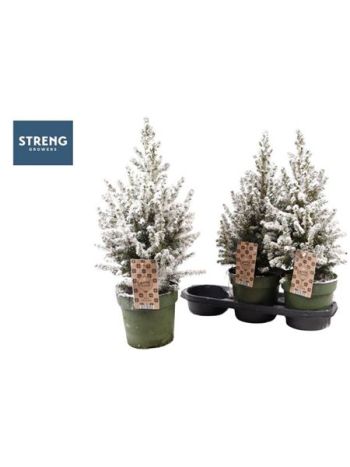 PICEA GL DECEMBER HAVAS