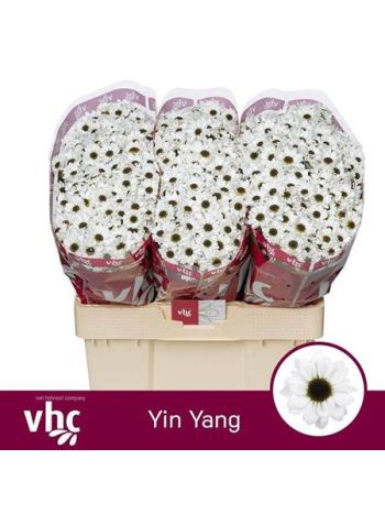 CHR SAN YIN YANG WHITE