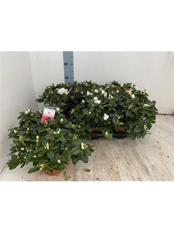 RHODO SI WITTE VOGEL *6