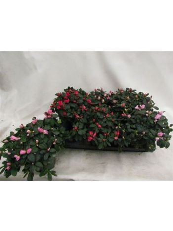 RHODO SI VOGEL GEM *6