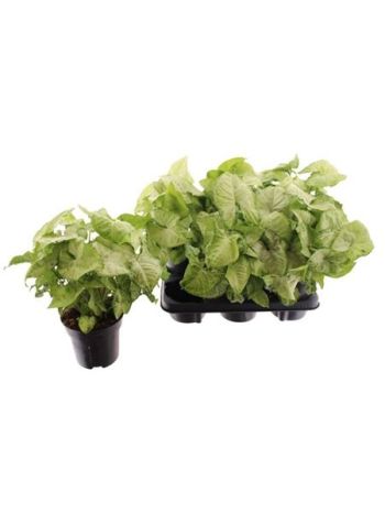 SYNG WHITE BUTTERFLY