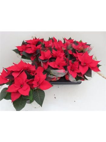 EUPHOR P CHR FEELING